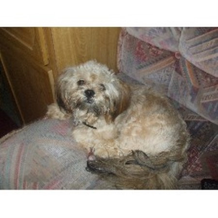 Lhasa Apso Stud in North Yorkshire