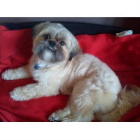 Lhasa Apso Stud in Antrim