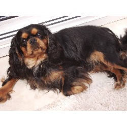 Cavalier King Charles Spaniel Stud in South Yorkshire