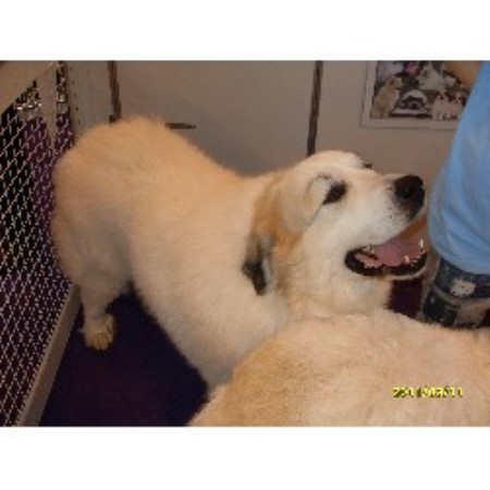 Great Pyrenees Stud in Somerset