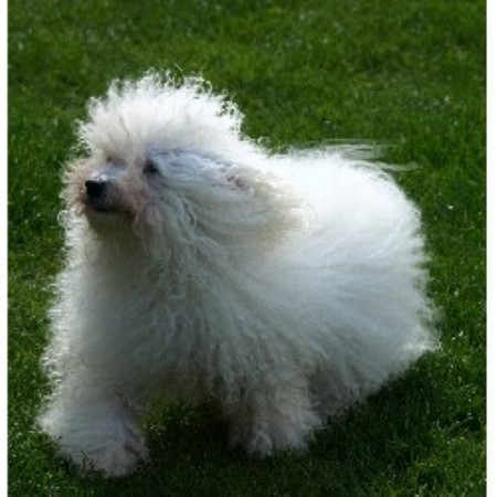 Bolognese Dog Breeders Uk Bolognese Dog Breeders Uk