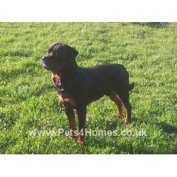 Rottweiler Stud in Cornwall