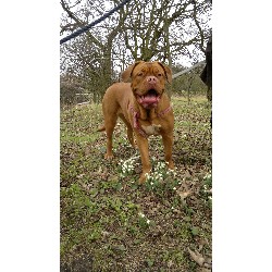 Dogue De Bordeaux Breeder in Hoddesdon, Hertfordshire