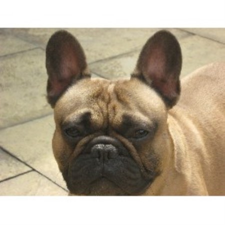 50 French Bulldog Rescue Near Me Uk Photos