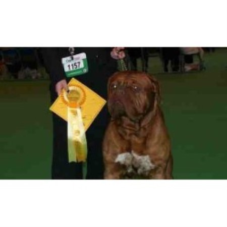 Dogue De Bordeaux Stud in Cambridgeshire