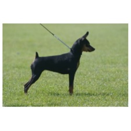 Miniature Pinscher Breeder in Islandmagee, Antrim