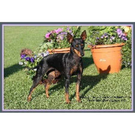 English Toy Terrier Breeder in Islandmagee, Antrim