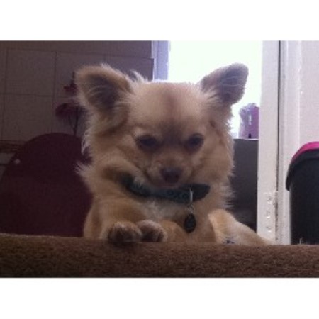 Chihuahua Stud in North Yorkshire