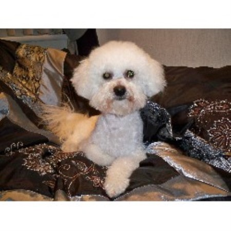 Bichon Frise Stud in Tyne and Wear