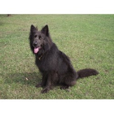 German Shepherd Dog Stud in Gloucestershire
