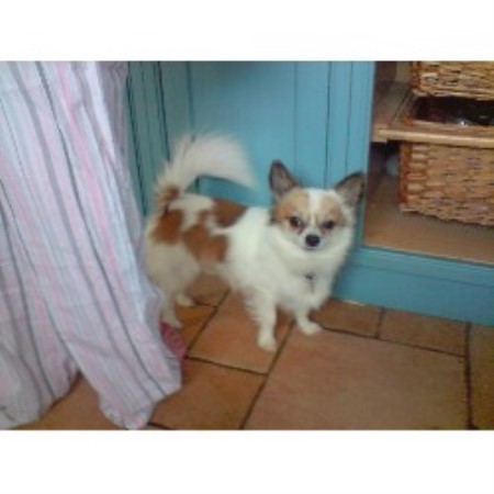 Chihuahua Stud in Somerset