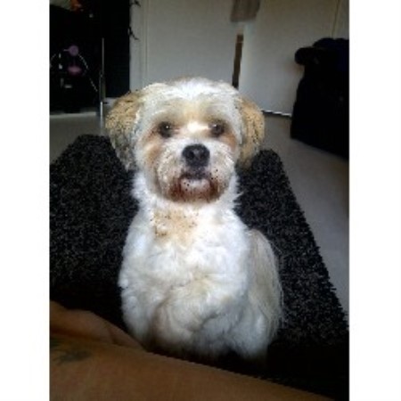 Lhasa Apso Stud in Lanarkshire
