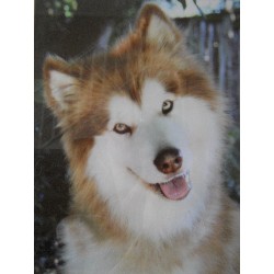 Alaskan Malamute Stud in Mid Glamorgan