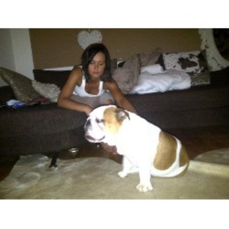 English Bulldog Stud in Antrim