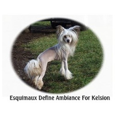 Chinese Crested Breeder in Canterbury, Kent