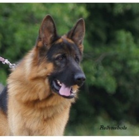 German Shepherd Dog Stud in Northamptonshire