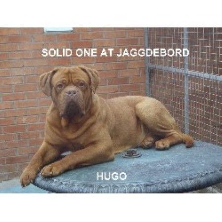 Dogue De Bordeaux Stud in South Yorkshire