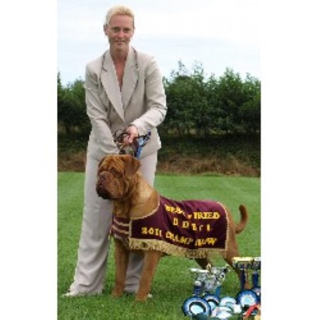 Dogue De Bordeaux Stud in Kent
