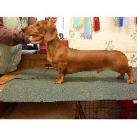 Dachshund Stud in Cumbria