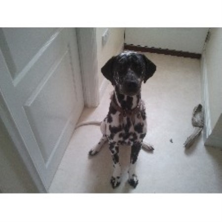 Dalmatian Stud in Lincolnshire