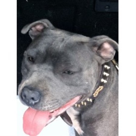 Staffordshire Bull Terrier Breeder in Chessington, Surrey