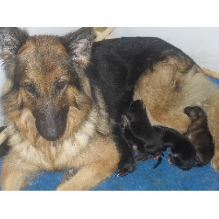 German Shepherd Dog Breeder in Wolverhampton, West Midlands