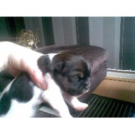 Jack Russell Terrier Breeder in Mexborough, South Yorkshire