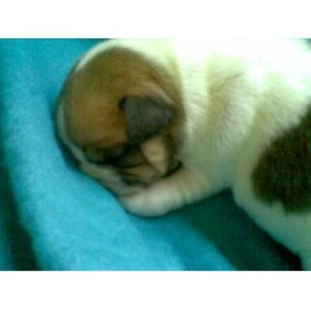 Jack Russell Terrier Breeder in Mexborough, South Yorkshire