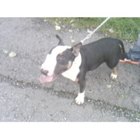 Bull Terrier Stud in Lancashire