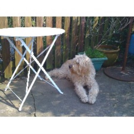 Goldendoodle Breeder in Dumfries, Dumfriesshire