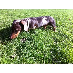 Dachshund Stud in Essex