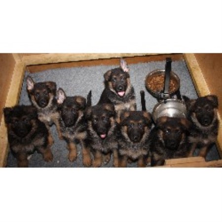 German Shepherd Dog Breeder in North Somercotes, Lincolnshire