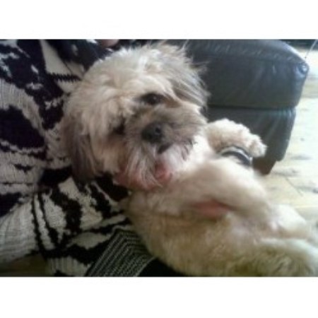 Lhasa Apso Stud in Renfrewshire