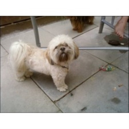 Lhasa Apso Stud in Lanarkshire
