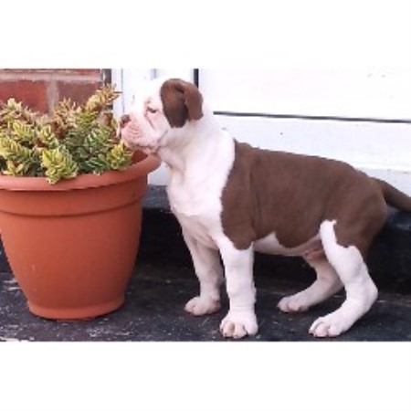 Alapaha Blue Blood Bulldog Stud in South Yorkshire