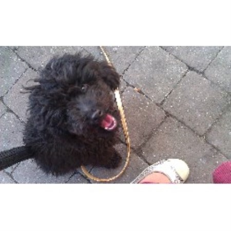 Poodle Toy Stud in Lancashire