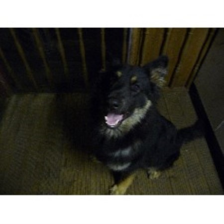 German Shepherd Dog Stud in West Yorkshire