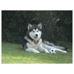 Alaskan Malamute Breeder in Lampeter, Dyfed