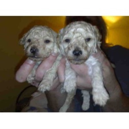 Poodle Toy Breeder in Berwickshire, Berwickshire