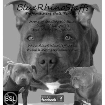 Staffordshire Bull Terrier Breeder in Rotherham, South Yorkshire