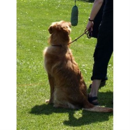 Scent and retrieve