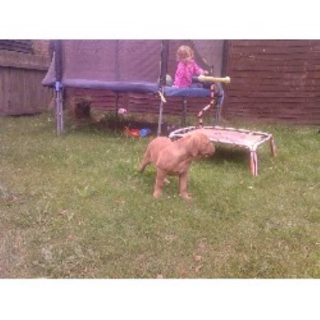 Dogue De Bordeaux Breeder in Lincolnshire