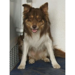 Border Collie Stud in West Midlands
