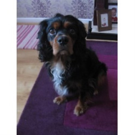 Cavalier King Charles Spaniel Stud in Hampshire
