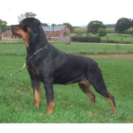 rottweiler breeders in uk rottweiler breeders and kennels in the uk breeds picture rottweiler breeders in uk rottweiler breeders and kennels in the uk breeds picture