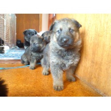 German Shepherd Dog Breeder in Herefordshire