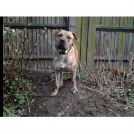 Perro De Presa Canario Stud in London