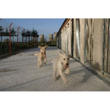 Cockapoo Breeder in Derbyshire