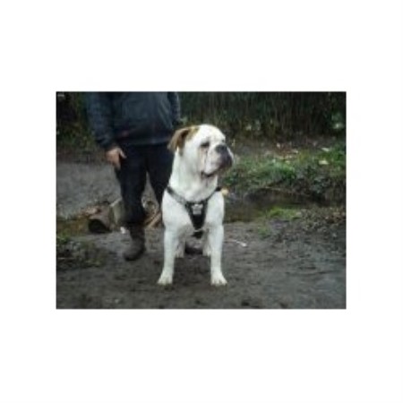English Bulldog Stud in Leicestershire