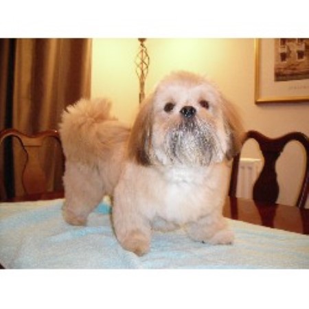 Lhasa Apso Stud in Lanarkshire